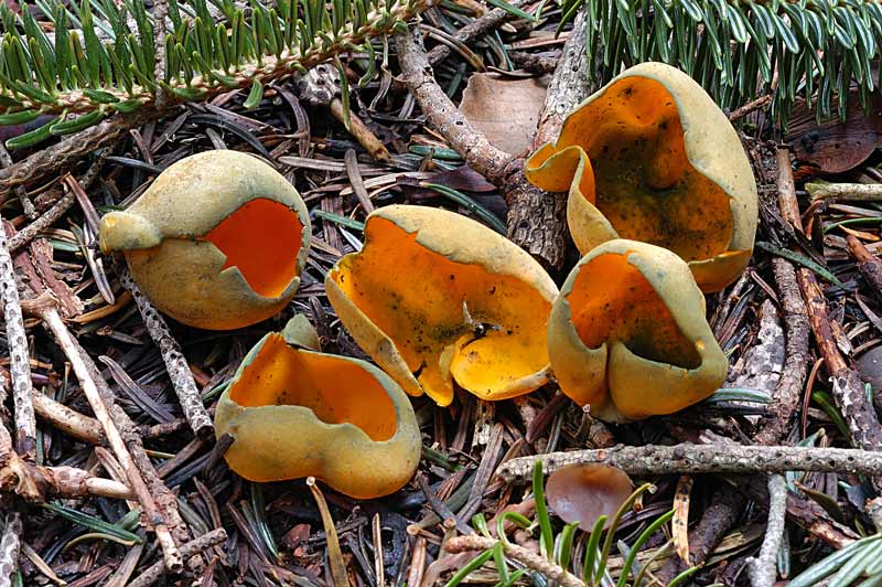 Caloscypha fulgens